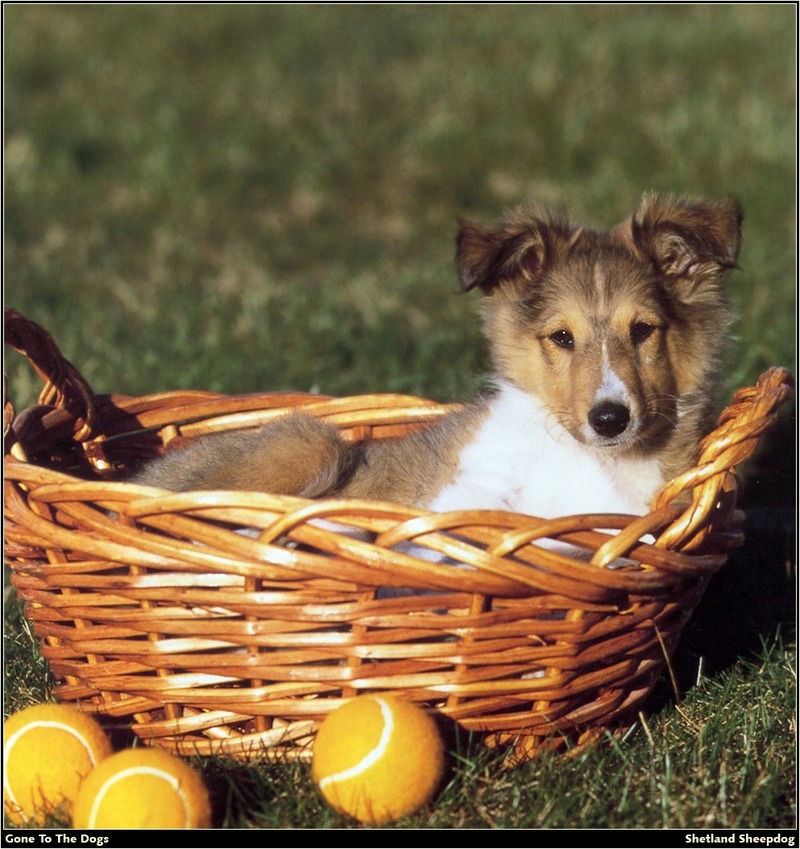 [RattlerScans - Gone to the Dogs] Shetland Sheepdog; DISPLAY FULL IMAGE.