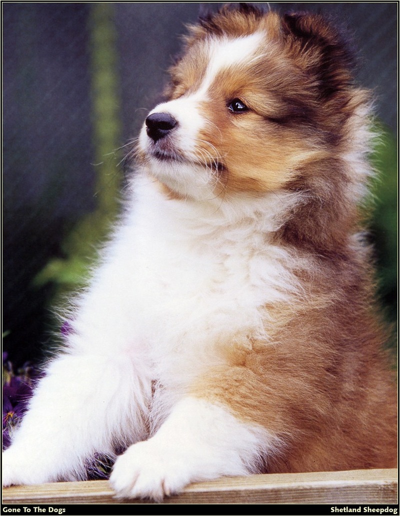 [RattlerScans - Gone to the Dogs] Shetland Sheepdog; DISPLAY FULL IMAGE.