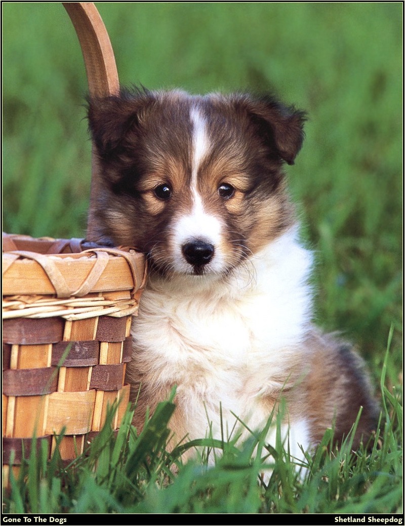 [RattlerScans - Gone to the Dogs] Shetland Sheepdog; DISPLAY FULL IMAGE.