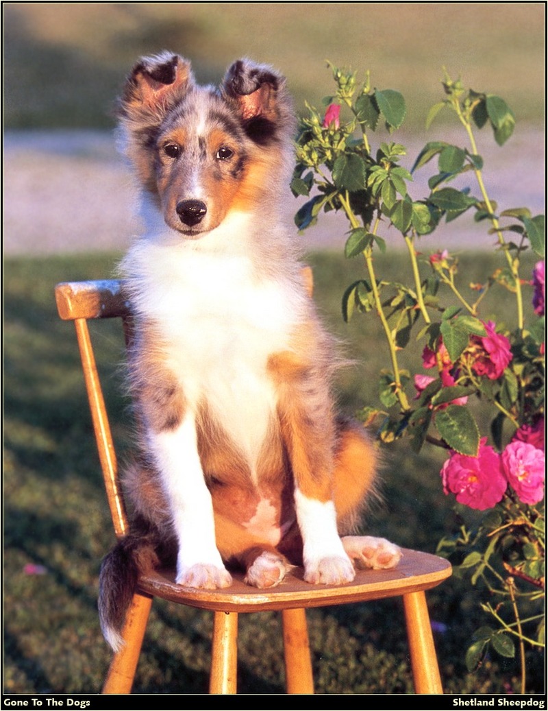 [RattlerScans - Gone to the Dogs] Shetland Sheepdog; DISPLAY FULL IMAGE.