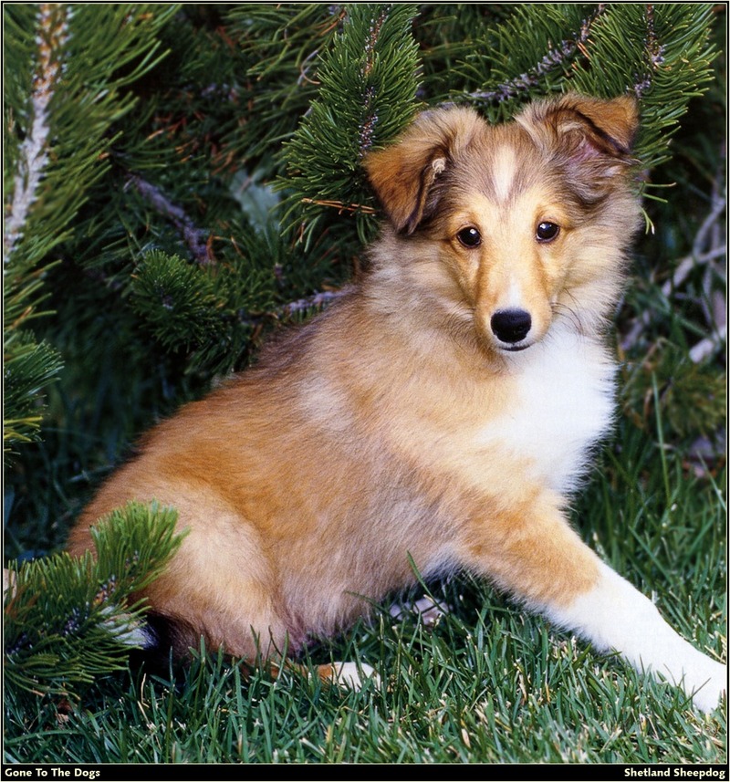 [RattlerScans - Gone to the Dogs] Shetland Sheepdog; DISPLAY FULL IMAGE.