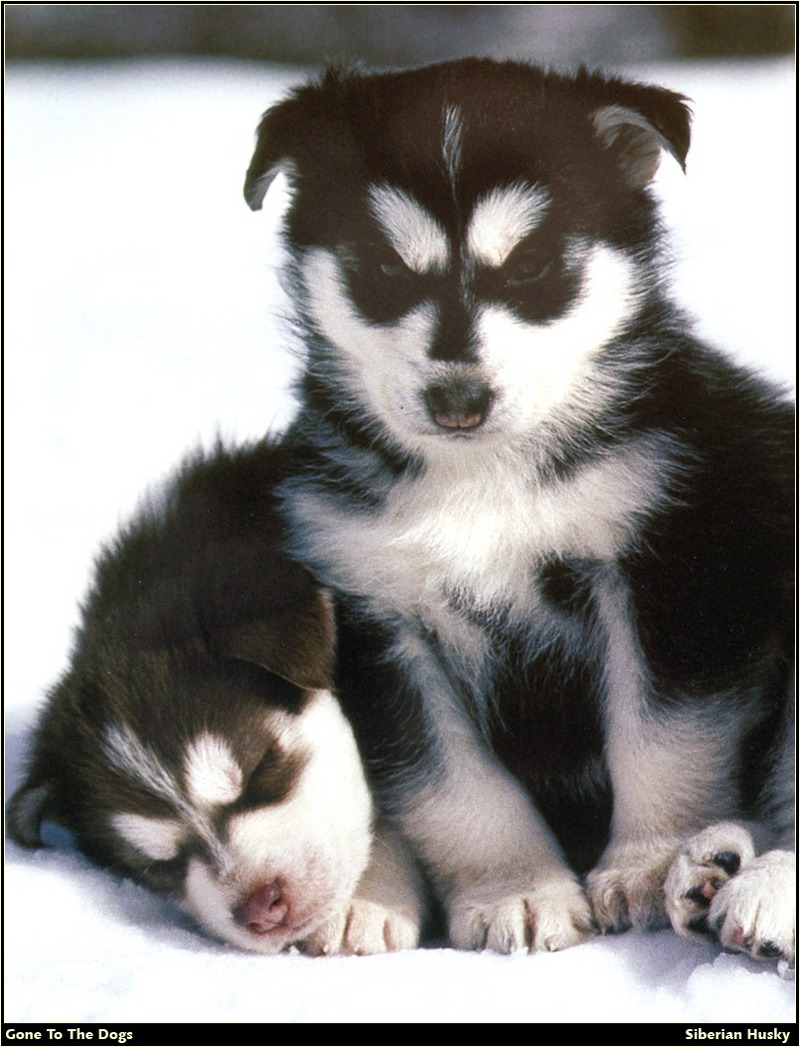 [RattlerScans - Gone to the Dogs] Siberian Husky; DISPLAY FULL IMAGE.
