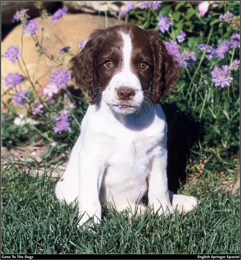 [RattlerScans - Gone to the Dogs] Springer Spaniel; DISPLAY FULL IMAGE.