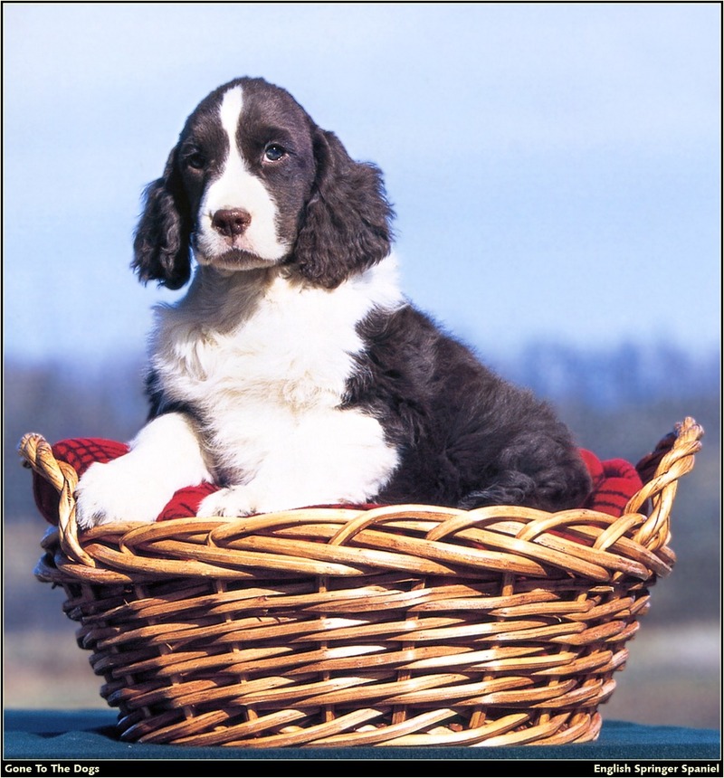 [RattlerScans - Gone to the Dogs] Springer Spaniel; DISPLAY FULL IMAGE.