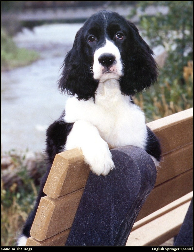 [RattlerScans - Gone to the Dogs] Springer Spaniel; DISPLAY FULL IMAGE.