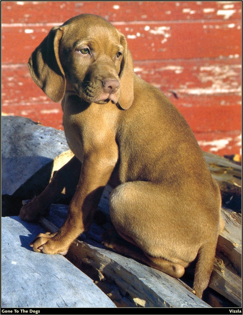 [RattlerScans - Gone to the Dogs] Vizsla; DISPLAY FULL IMAGE.