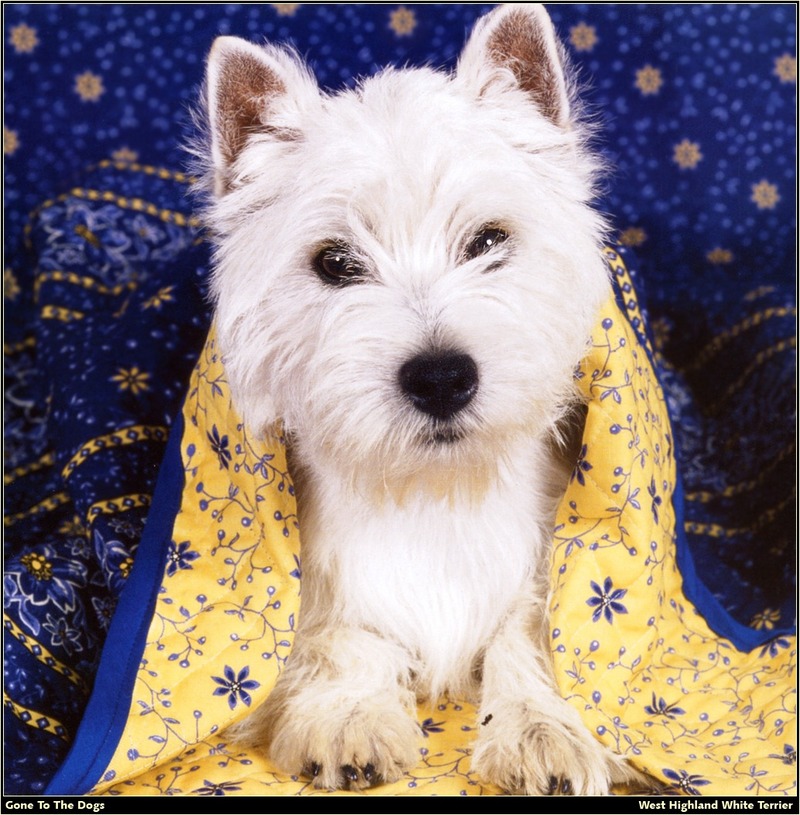 [RattlerScans - Gone to the Dogs] West Highland White Terrier; DISPLAY FULL IMAGE.