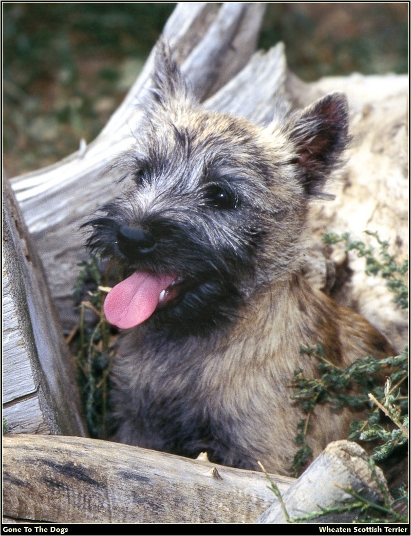 [RattlerScans - Gone to the Dogs] Wheaten Scottish Terrier; DISPLAY FULL IMAGE.