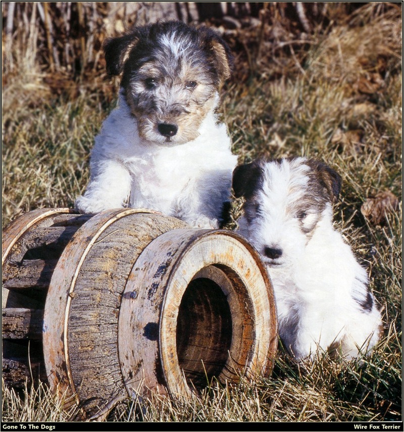 [RattlerScans - Gone to the Dogs] Wire Fox Terrier; DISPLAY FULL IMAGE.