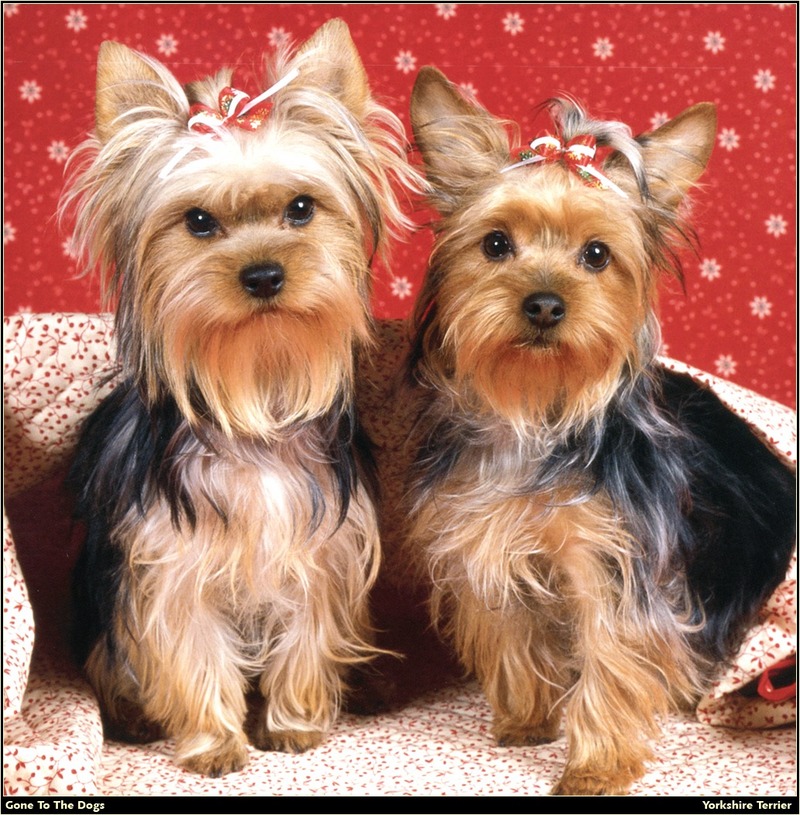 [RattlerScans - Gone to the Dogs] Yorkshire Terrier; DISPLAY FULL IMAGE.