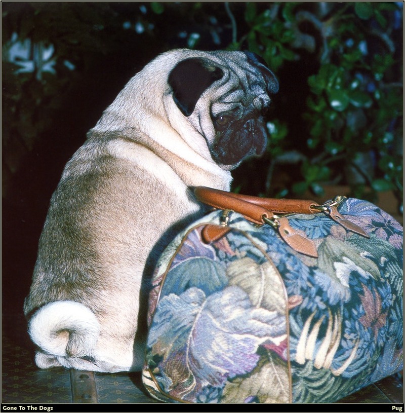 [RattlerScans - Gone to the Dogs] Pug; DISPLAY FULL IMAGE.