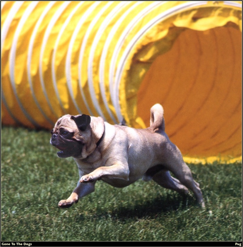 [RattlerScans - Gone to the Dogs] Pug; DISPLAY FULL IMAGE.