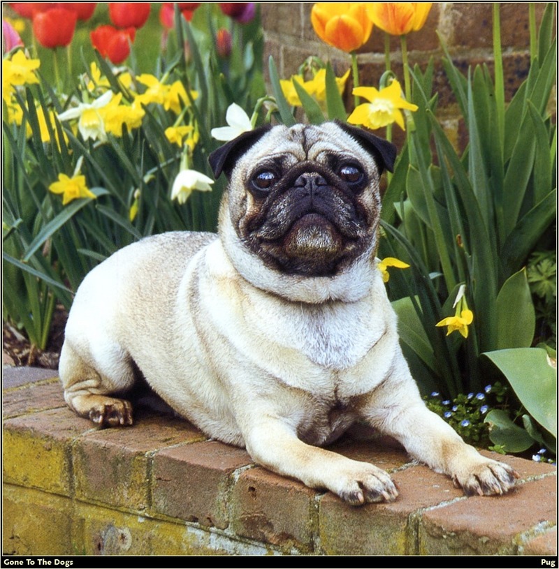 [RattlerScans - Gone to the Dogs] Pug; DISPLAY FULL IMAGE.