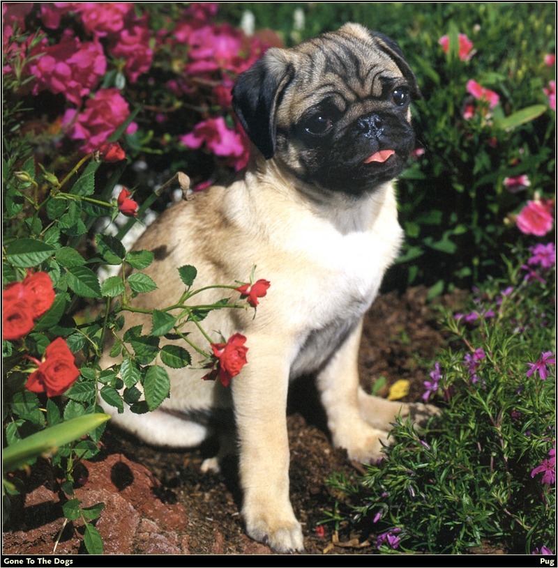 [RattlerScans - Gone to the Dogs] Pug; DISPLAY FULL IMAGE.