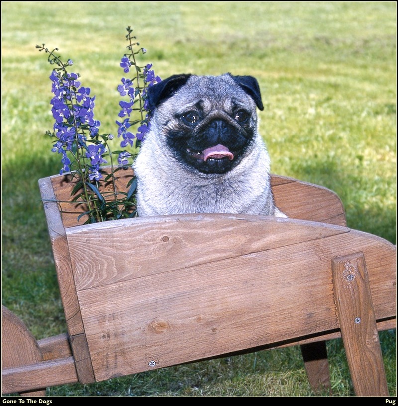 [RattlerScans - Gone to the Dogs] Pug; DISPLAY FULL IMAGE.