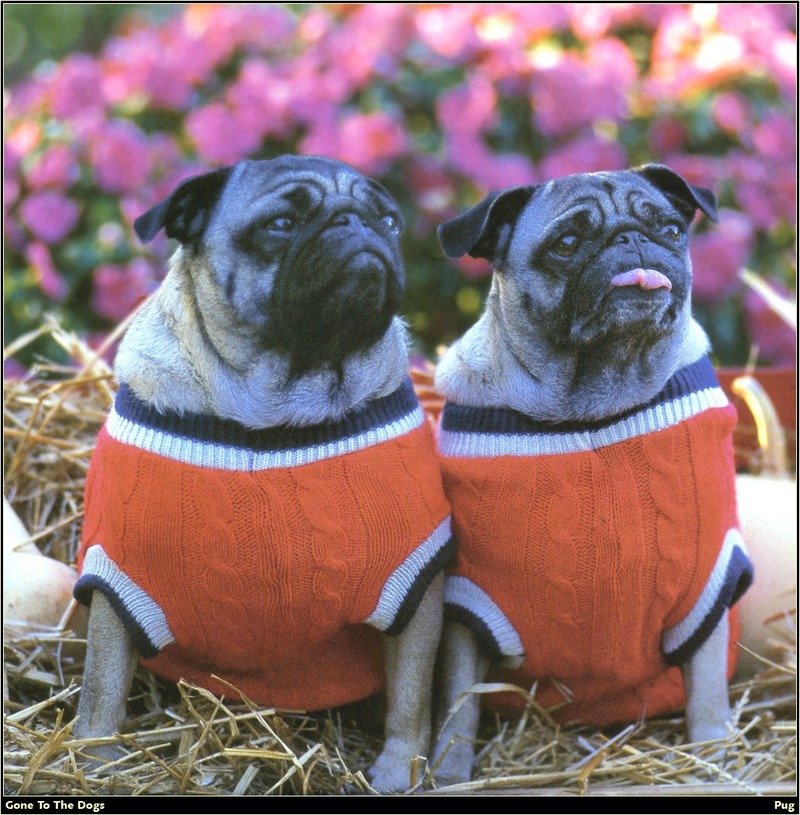[RattlerScans - Gone to the Dogs] Pug; DISPLAY FULL IMAGE.