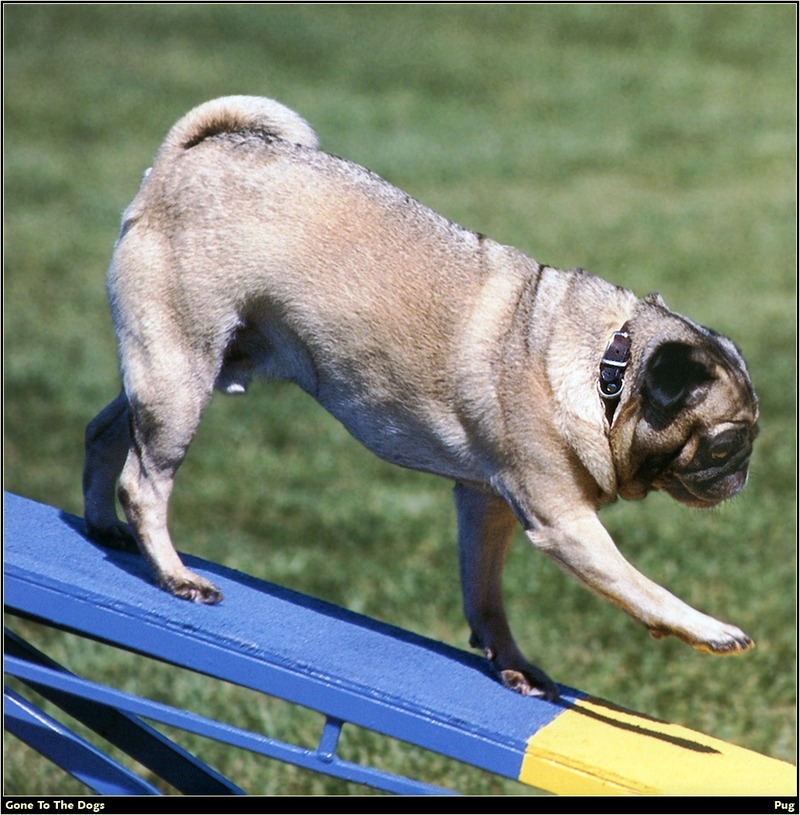[RattlerScans - Gone to the Dogs] Pug; DISPLAY FULL IMAGE.