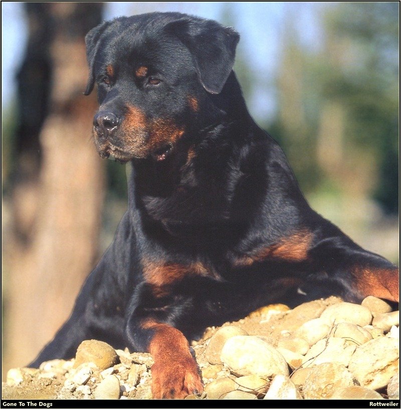 [RattlerScans - Gone to the Dogs] Rottweiler; DISPLAY FULL IMAGE.