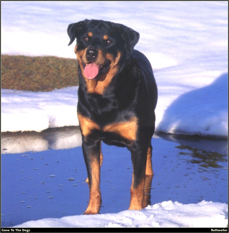 [RattlerScans - Gone to the Dogs] Rottweiler; DISPLAY FULL IMAGE.