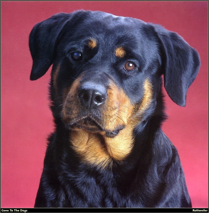 [RattlerScans - Gone to the Dogs] Rottweiler; DISPLAY FULL IMAGE.