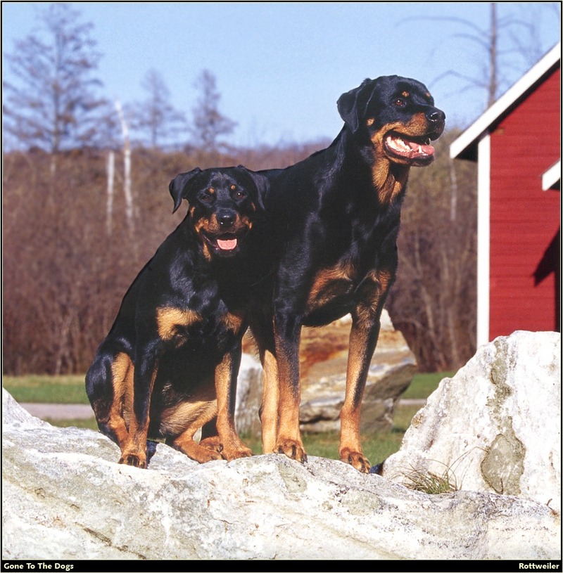 [RattlerScans - Gone to the Dogs] Rottweiler; DISPLAY FULL IMAGE.