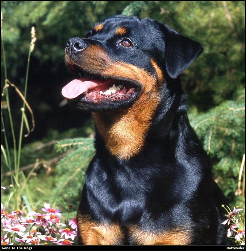 [RattlerScans - Gone to the Dogs] Rottweiler; DISPLAY FULL IMAGE.
