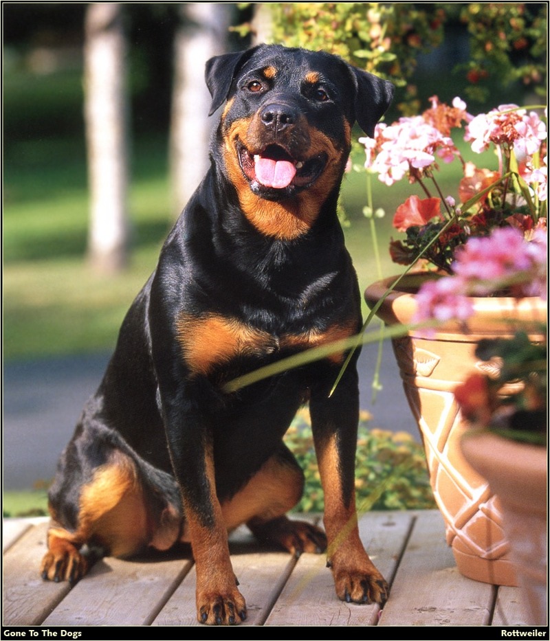 [RattlerScans - Gone to the Dogs] Rottweiler; DISPLAY FULL IMAGE.