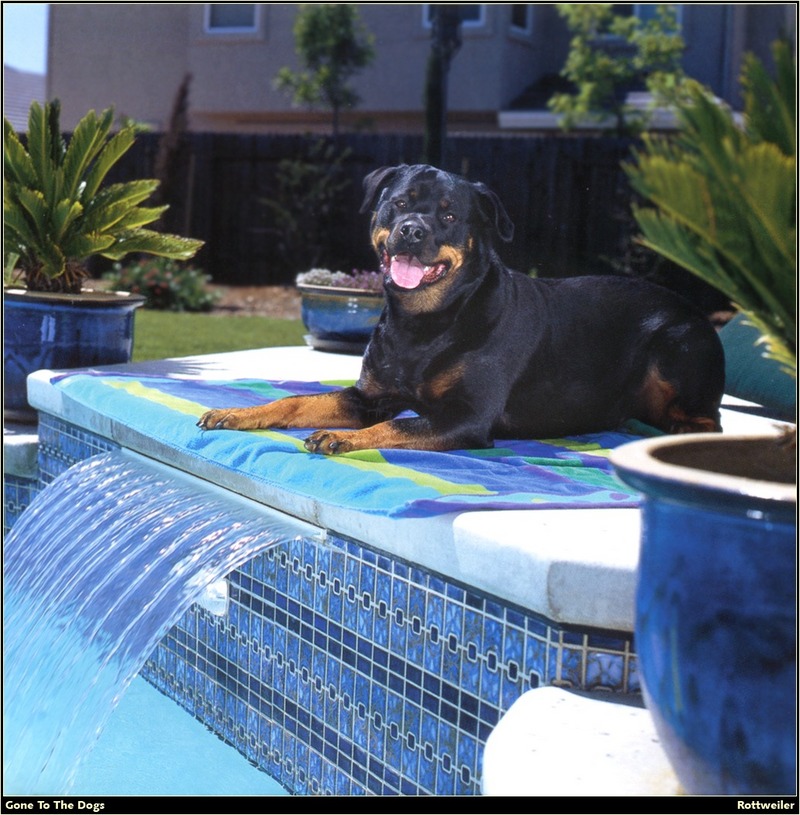 [RattlerScans - Gone to the Dogs] Rottweiler; DISPLAY FULL IMAGE.