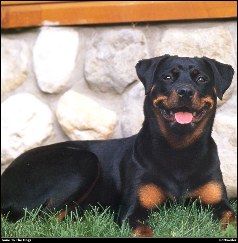 [RattlerScans - Gone to the Dogs] Rottweiler; DISPLAY FULL IMAGE.