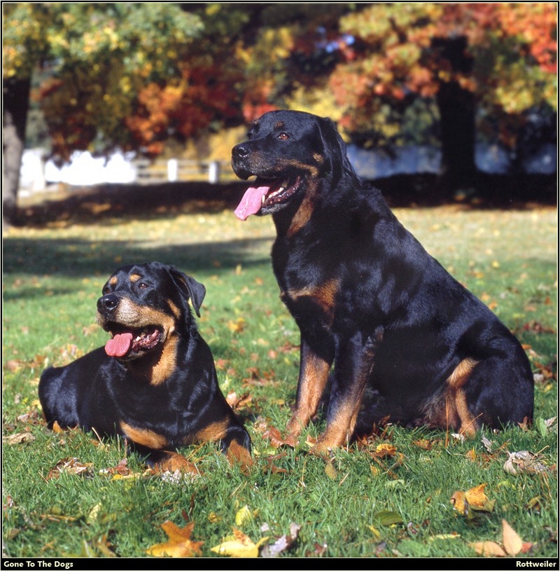 [RattlerScans - Gone to the Dogs] Rottweiler; DISPLAY FULL IMAGE.