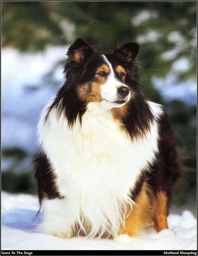 [RattlerScans - Gone to the Dogs] Shetland Sheepdog; DISPLAY FULL IMAGE.