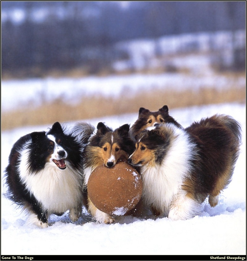 [RattlerScans - Gone to the Dogs] Shetland Sheepdog; DISPLAY FULL IMAGE.