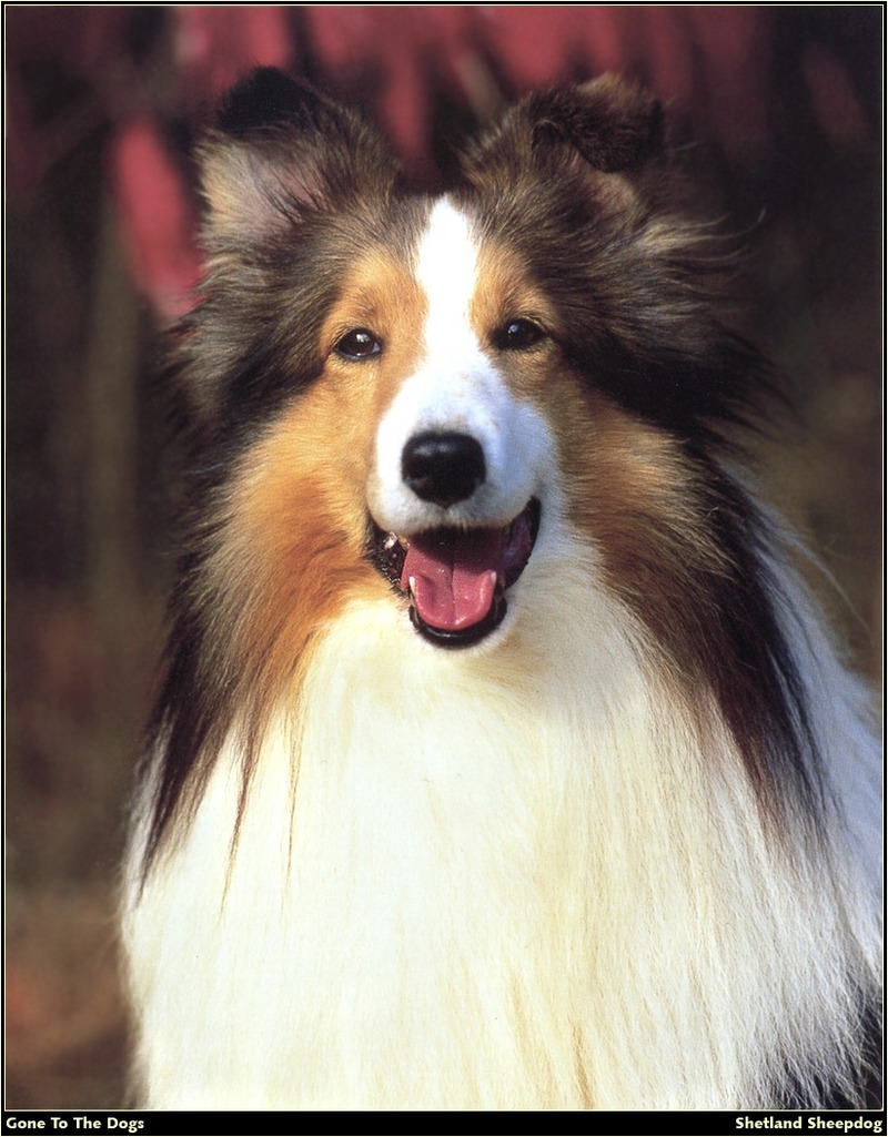[RattlerScans - Gone to the Dogs] Shetland Sheepdog; DISPLAY FULL IMAGE.