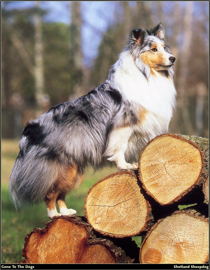 [RattlerScans - Gone to the Dogs] Shetland Sheepdog; DISPLAY FULL IMAGE.