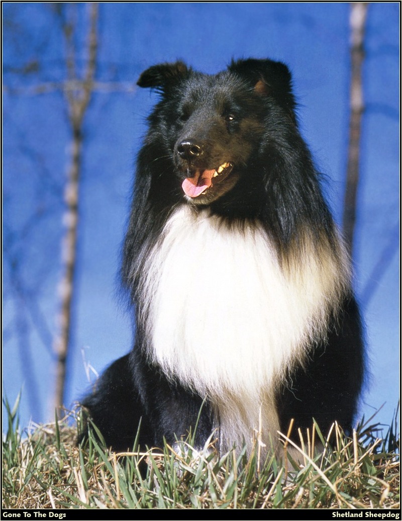 [RattlerScans - Gone to the Dogs] Shetland Sheepdog; DISPLAY FULL IMAGE.
