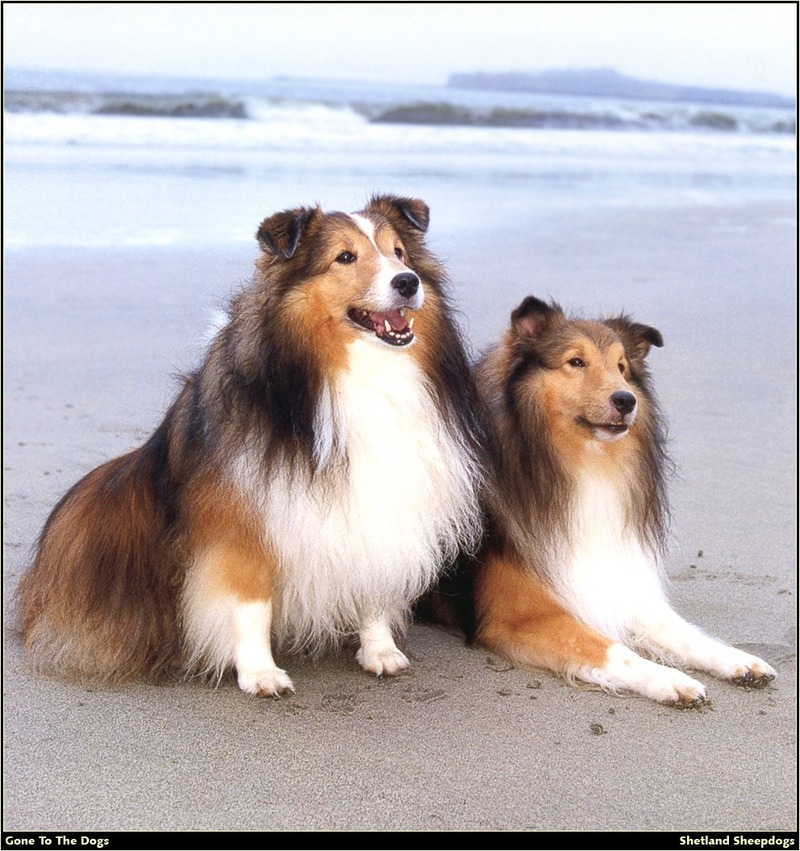 [RattlerScans - Gone to the Dogs] Shetland Sheepdog; DISPLAY FULL IMAGE.