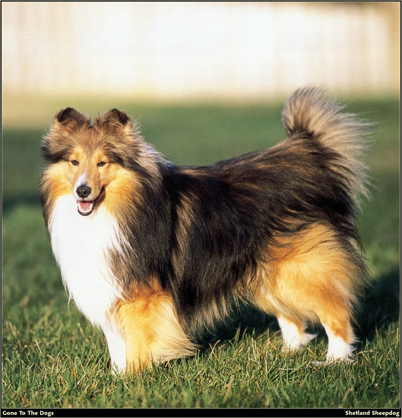 [RattlerScans - Gone to the Dogs] Shetland Sheepdog; DISPLAY FULL IMAGE.