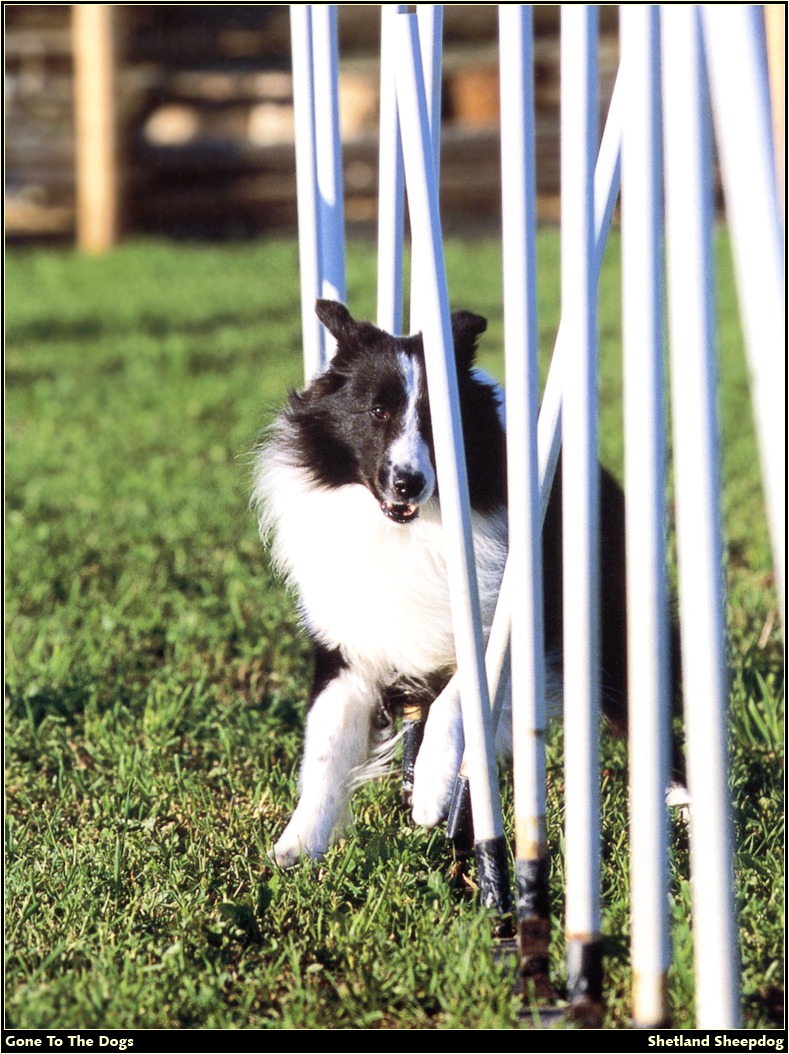[RattlerScans - Gone to the Dogs] Shetland Sheepdog; DISPLAY FULL IMAGE.