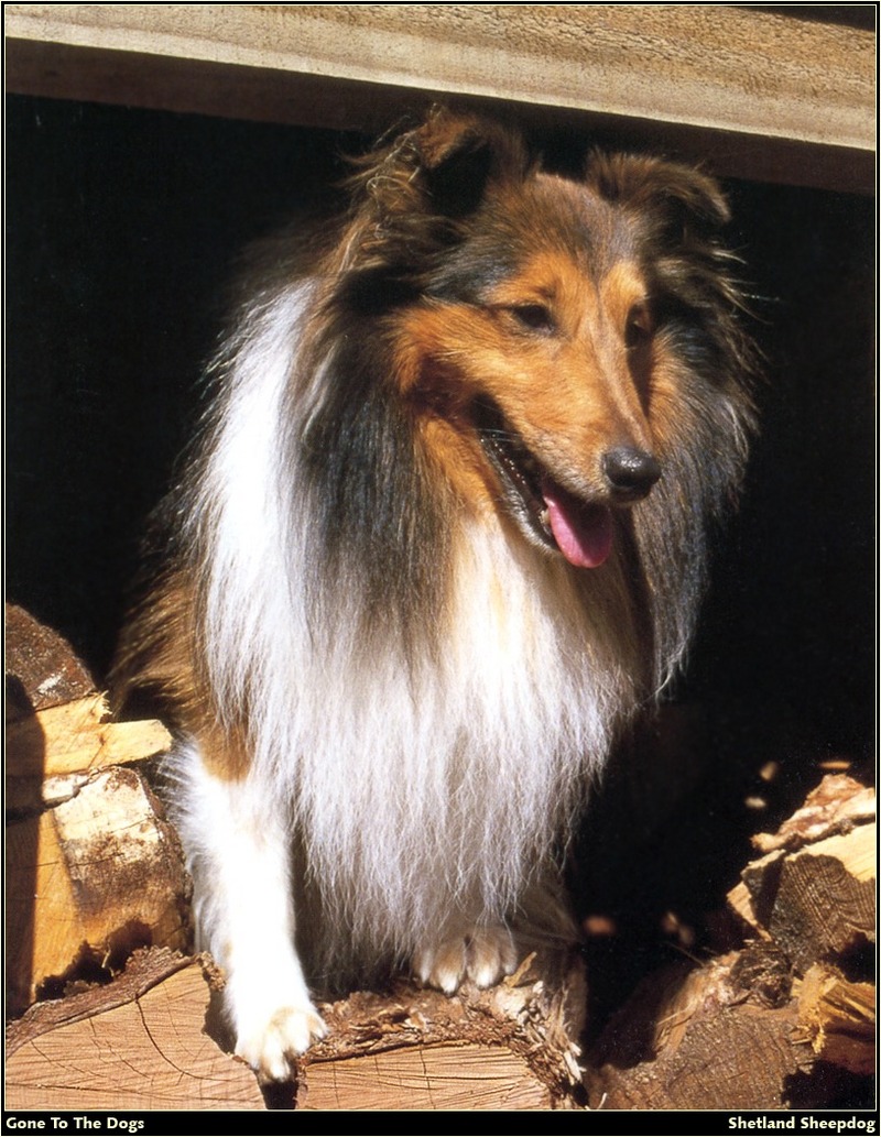 [RattlerScans - Gone to the Dogs] Shetland Sheepdog; DISPLAY FULL IMAGE.
