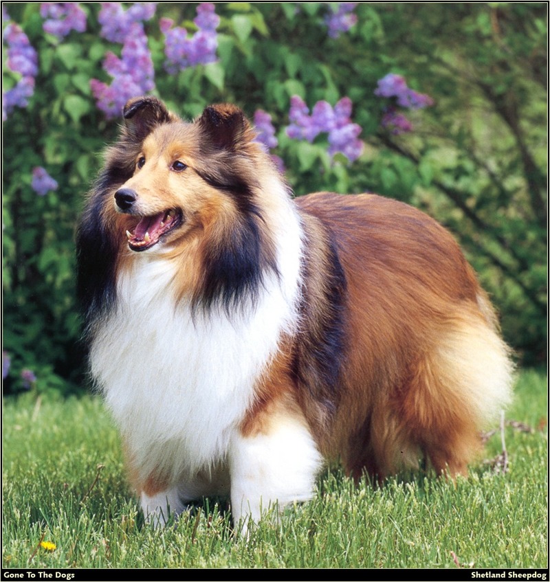 [RattlerScans - Gone to the Dogs] Shetland Sheepdog; DISPLAY FULL IMAGE.