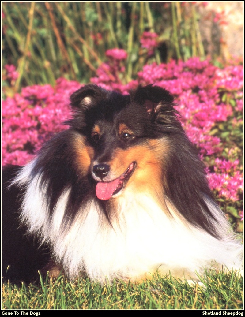 [RattlerScans - Gone to the Dogs] Shetland Sheepdog; DISPLAY FULL IMAGE.