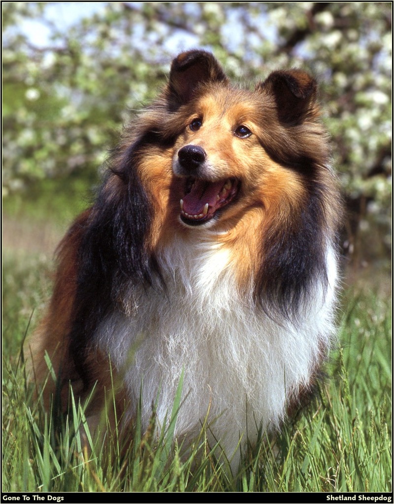 [RattlerScans - Gone to the Dogs] Shetland Sheepdog; DISPLAY FULL IMAGE.