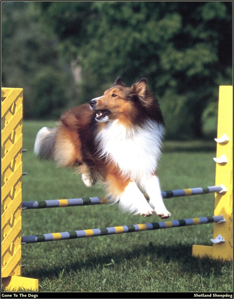 [RattlerScans - Gone to the Dogs] Shetland Sheepdog; DISPLAY FULL IMAGE.