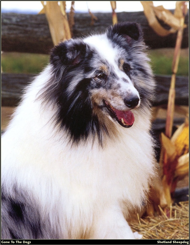 [RattlerScans - Gone to the Dogs] Shetland Sheepdog; DISPLAY FULL IMAGE.