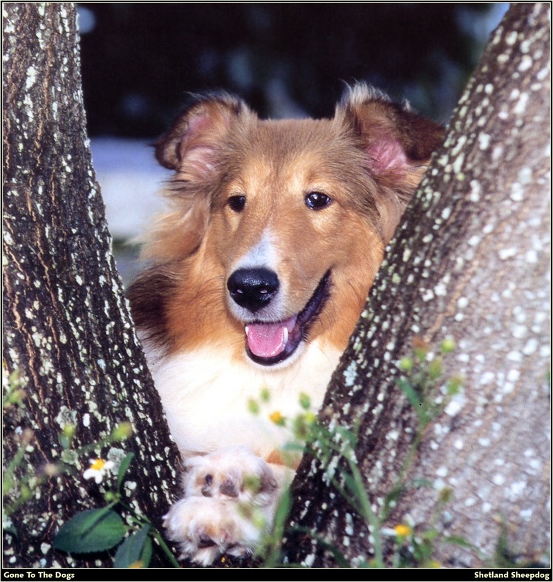 [RattlerScans - Gone to the Dogs] Shetland Sheepdog; DISPLAY FULL IMAGE.