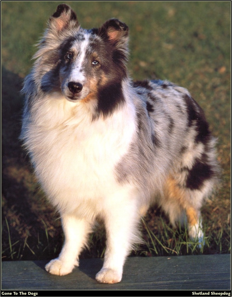 [RattlerScans - Gone to the Dogs] Shetland Sheepdog; DISPLAY FULL IMAGE.