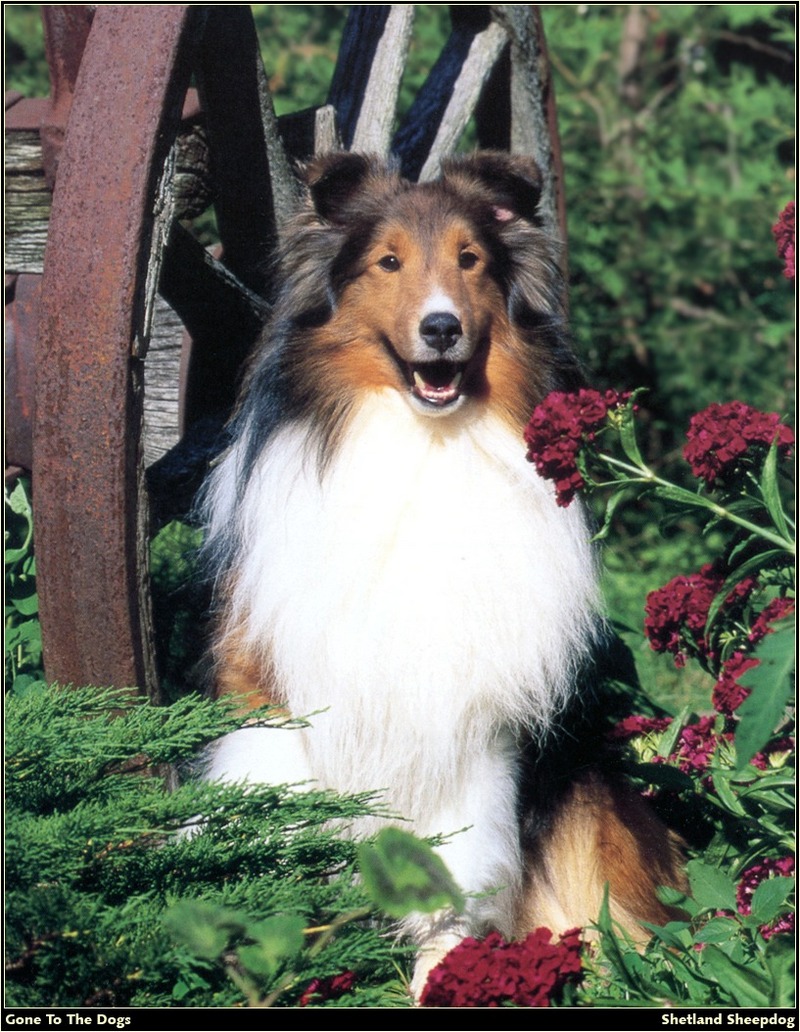 [RattlerScans - Gone to the Dogs] Shetland Sheepdog; DISPLAY FULL IMAGE.