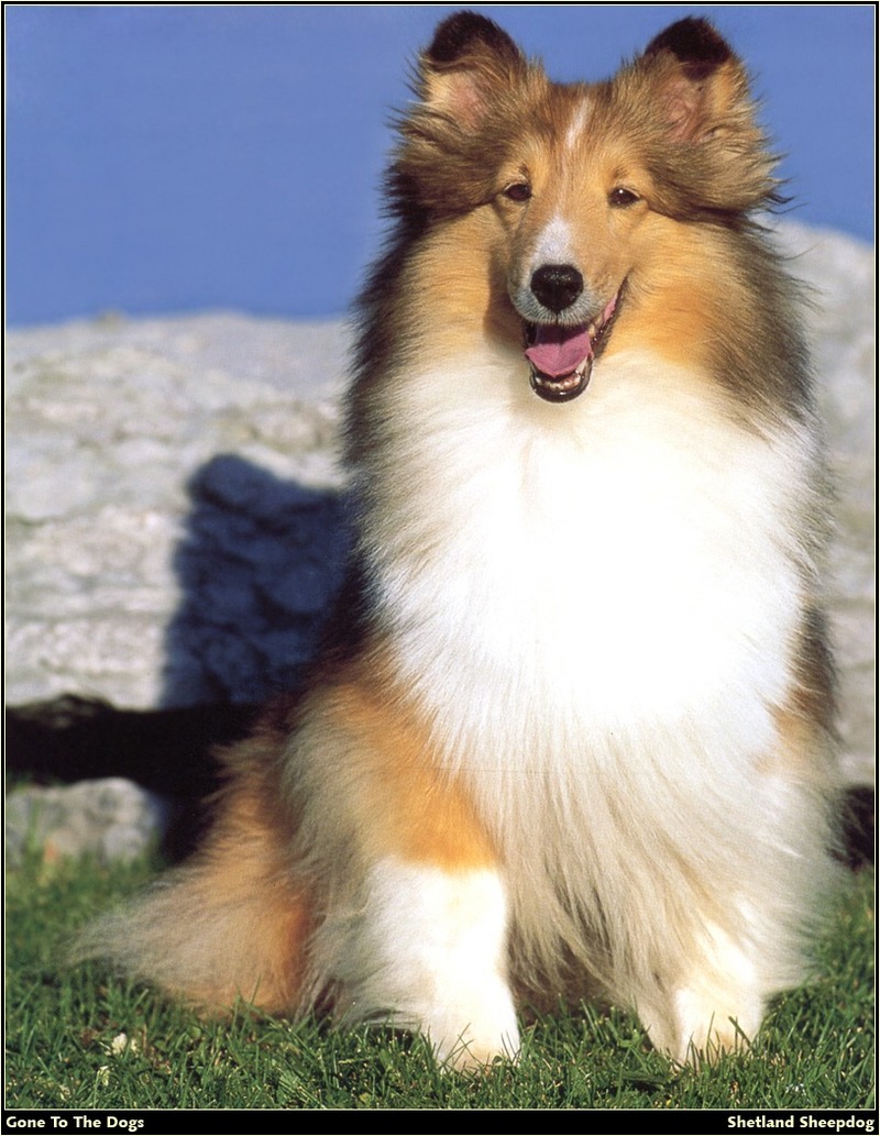 [RattlerScans - Gone to the Dogs] Shetland Sheepdog; DISPLAY FULL IMAGE.