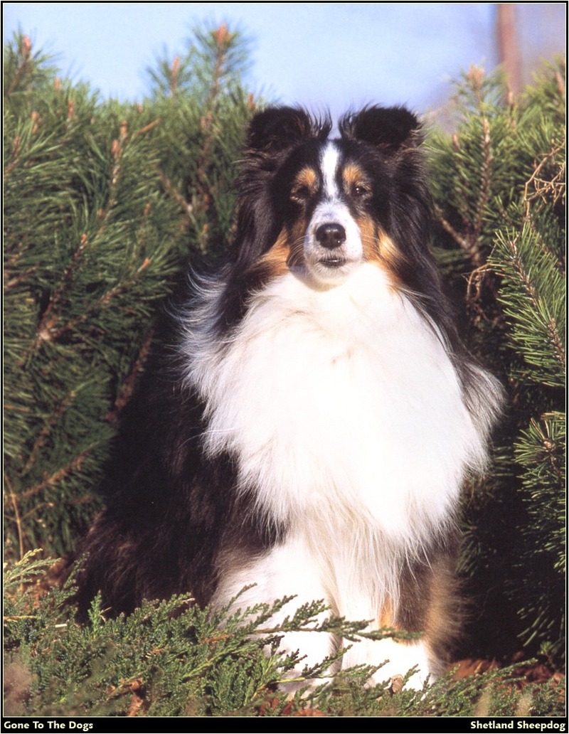 [RattlerScans - Gone to the Dogs] Shetland Sheepdog; DISPLAY FULL IMAGE.