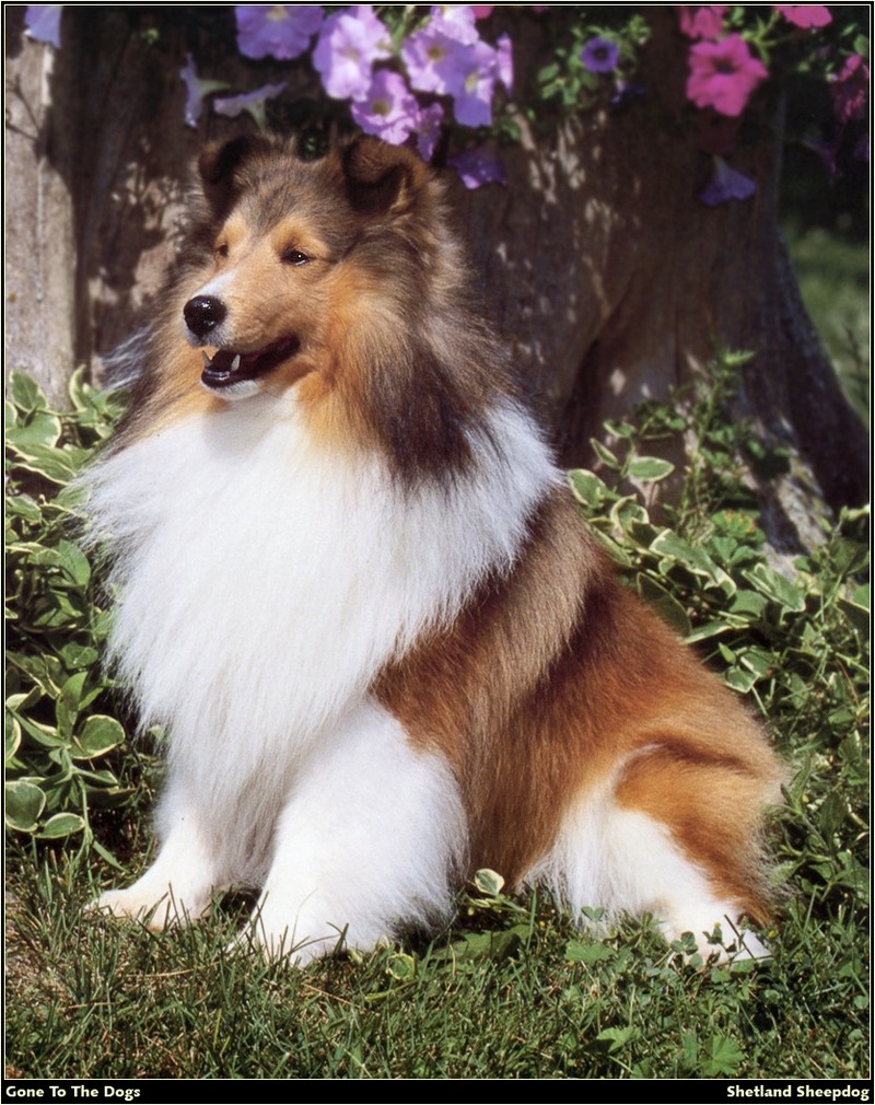 [RattlerScans - Gone to the Dogs] Shetland Sheepdog; DISPLAY FULL IMAGE.